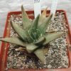 2037 Ariocarpus retusus v. elongatus