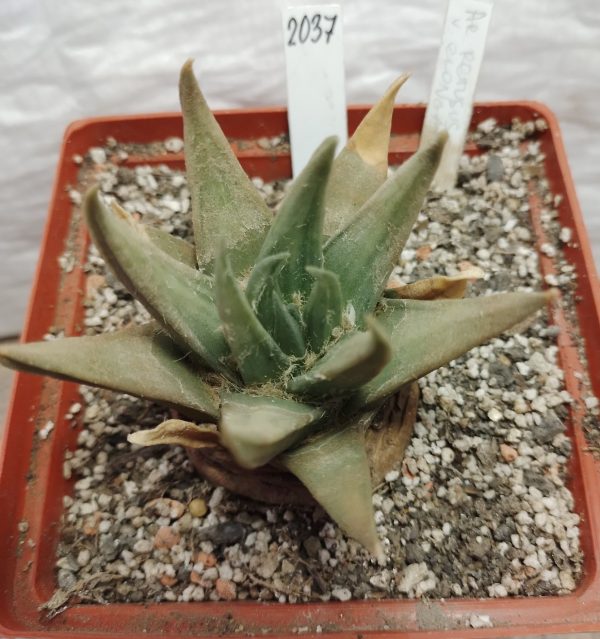 2037 Ariocarpus retusus v. elongatus