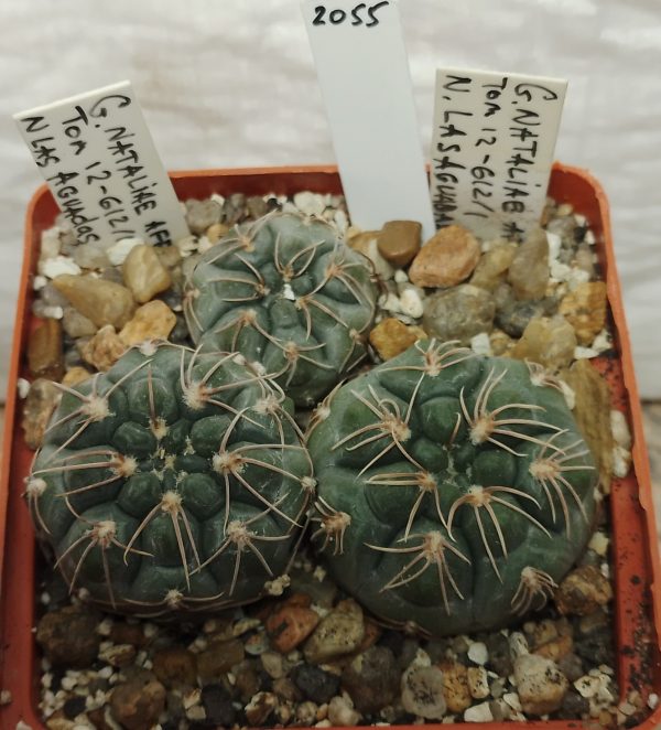 2055 Gymnocalycium nataliae