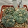 2057 Gymnocalycium prochazkianum