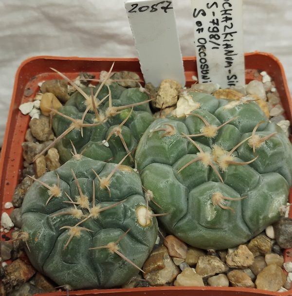 2057 Gymnocalycium prochazkianum