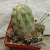 2072 Copiapoa haseltoniana PV2227