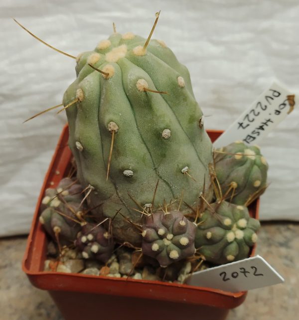 2072 Copiapoa haseltoniana PV2227