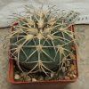 2077 Gymnocalycium spegazzinii var. punillense