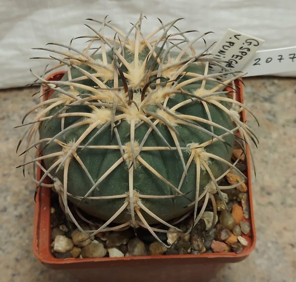 2077 Gymnocalycium spegazzinii var. punillense