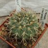 2079 Gymnocalycium ferrari v. mazanense -Uhlich-