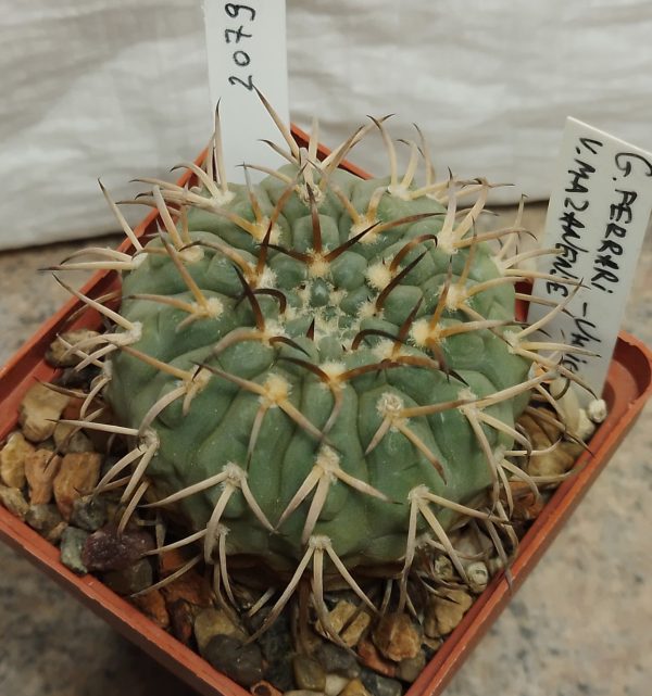 2079 Gymnocalycium ferrari v. mazanense -Uhlich-