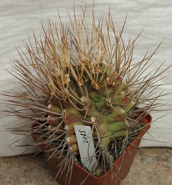 2085 Gymnocalycium pungens