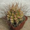 2086 Gymnocalycium pungens_