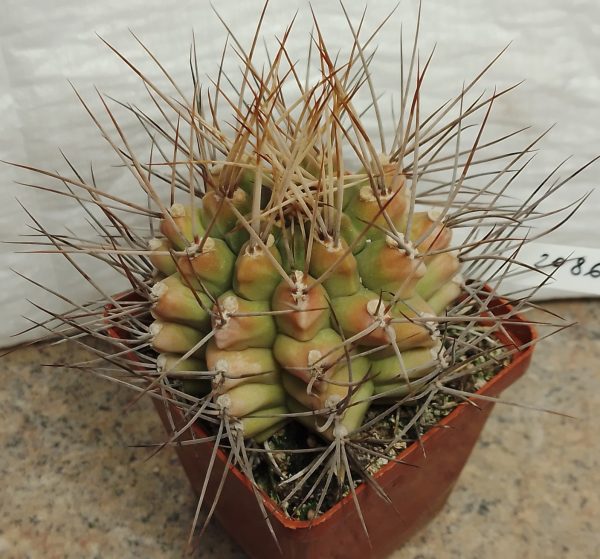 2086 Gymnocalycium pungens_