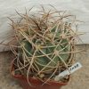 2088 Gymnocalycium cardenasianum JO