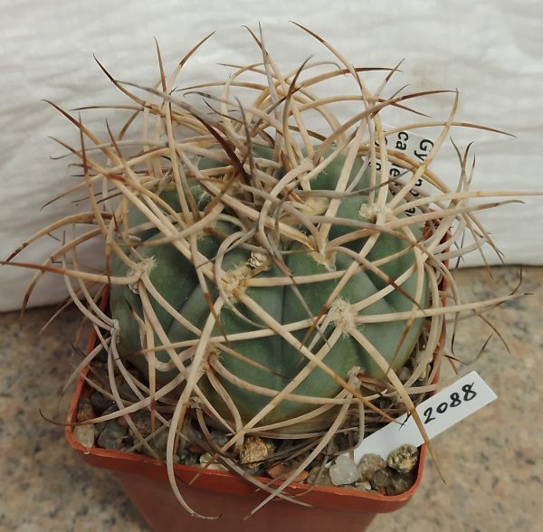 2088 Gymnocalycium cardenasianum JO