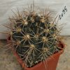 2095 Gymnocalycium neuhuberi GN77