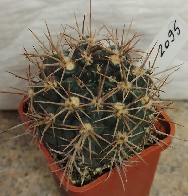 2095 Gymnocalycium neuhuberi GN77