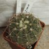 2100 Gymnocalycium bodenbenderianum