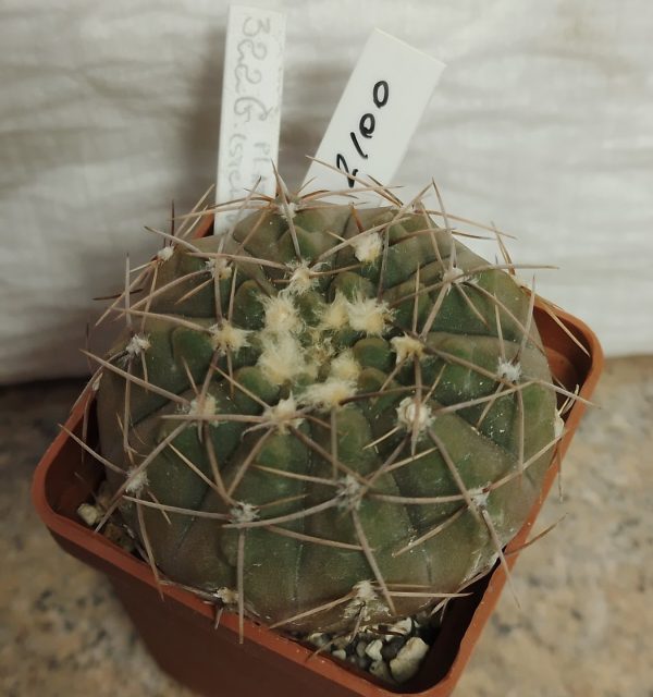 2100 Gymnocalycium bodenbenderianum