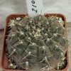 2104 Gymnocalycium bodenbenderianum