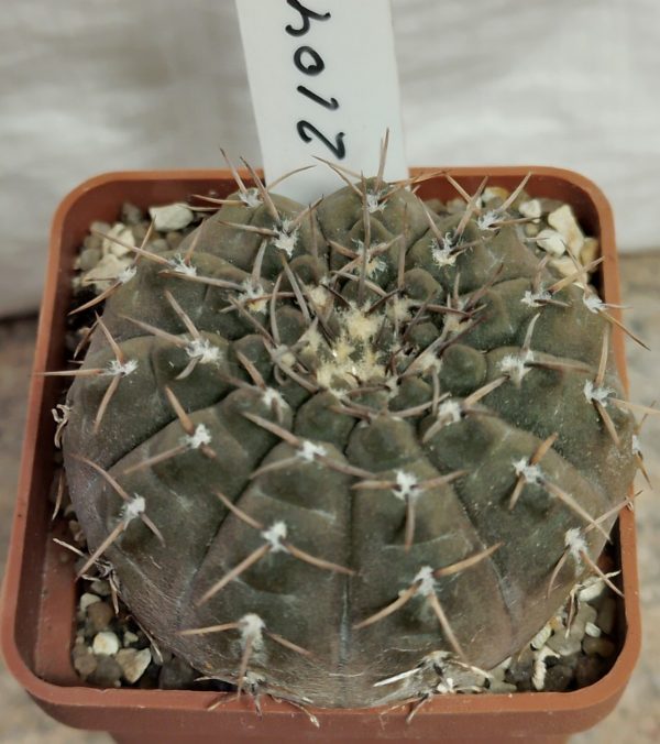 2104 Gymnocalycium bodenbenderianum