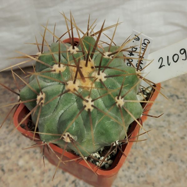 2109 Copiapoa haseltoniana -N. Paposo-