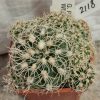 2118 Gymnocalycium parvulum TOM 09-373