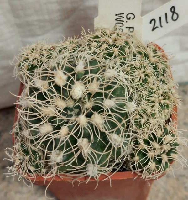 2118 Gymnocalycium parvulum TOM 09-373