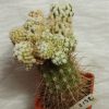 2132 Mammillaria duwei f.monstrosa