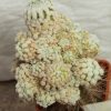 2132 Mammillaria duwei f.monstrosa_