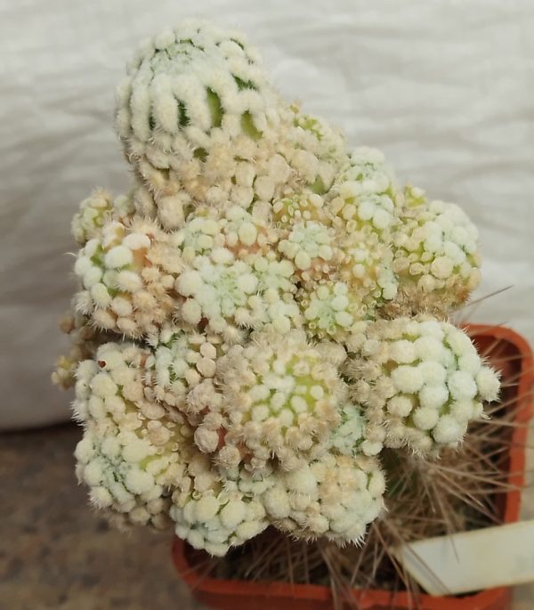 2132 Mammillaria duwei f.monstrosa_