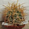 2150 Ferocactus chrysacanthus_