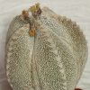 2174 Astrophytum myriostigma ‘Onzuka’ власні корені