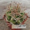 2179 Gymnocalycium ferox var. ferocior STO 866