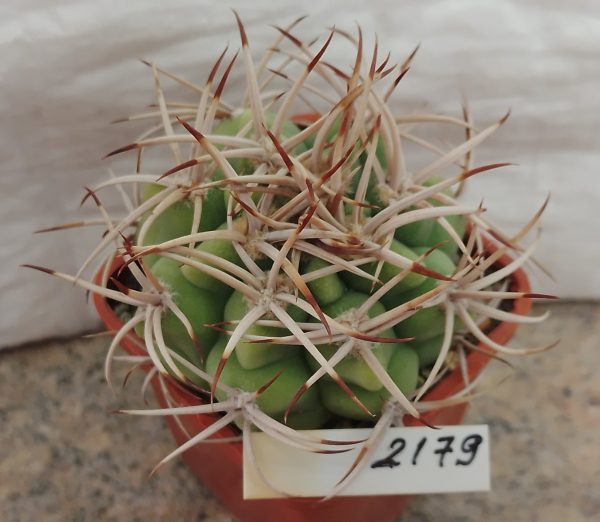 2179 Gymnocalycium ferox var. ferocior STO 866