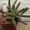 2187 Euphorbia albipollinifera