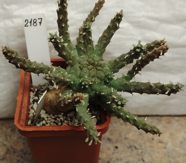 2187 Euphorbia albipollinifera