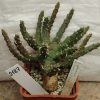 2187 Euphorbia albipollinifera_