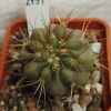 2191 Copiapoa gigantea