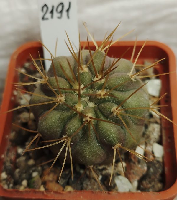 2191 Copiapoa gigantea