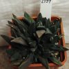 2197 Gasteria nigricans f. monstrose