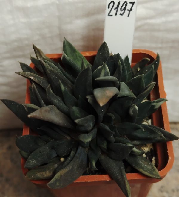 2197 Gasteria nigricans f. monstrose