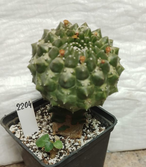 2204 Euphorbia gymnocalycioides щеплена рослина
