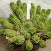 2206 Euphorbia suzannae