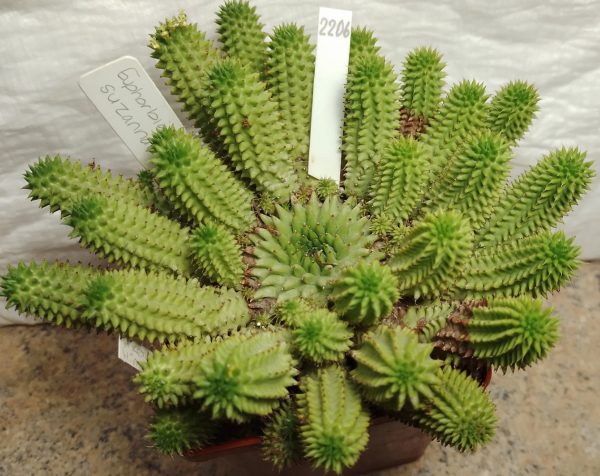 2206 Euphorbia suzannae