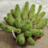 2206 Euphorbia suzannae_