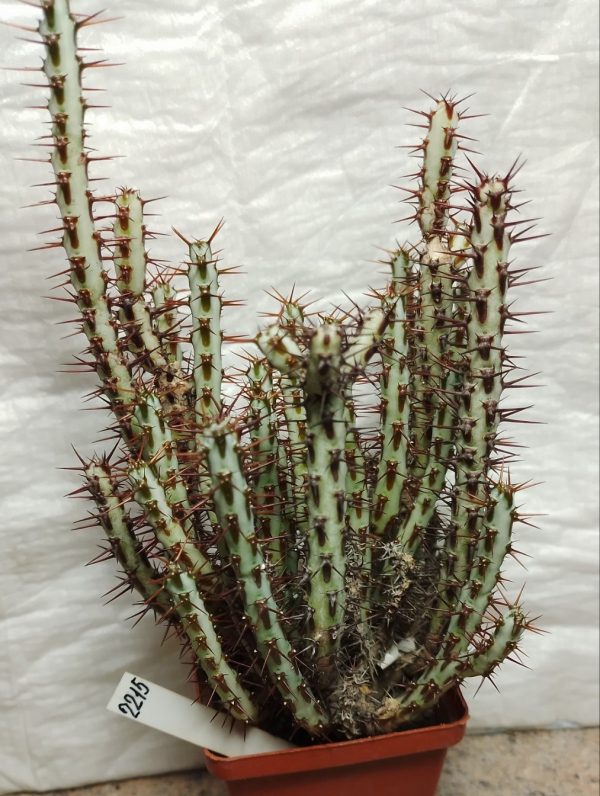 2215 Euphorbia aeruginosa