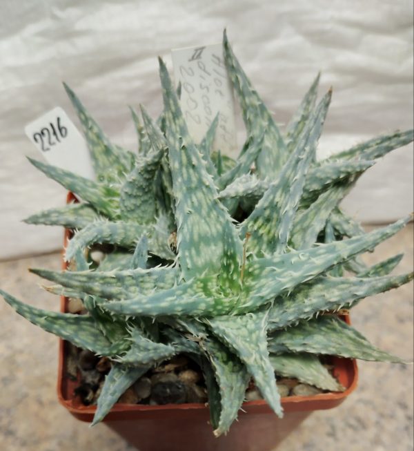 2216 Aloe descoingsii v.augustina MG