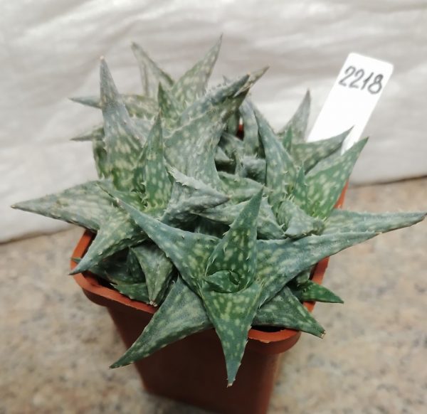 2218 Aloe descoingsii v.augustina