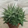 2220 Aloe descoingsii x haworthioides