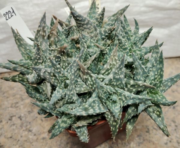 2221 Aloe descoingsii v.augustina MG