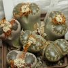 2237 Lithops dorotheae F357