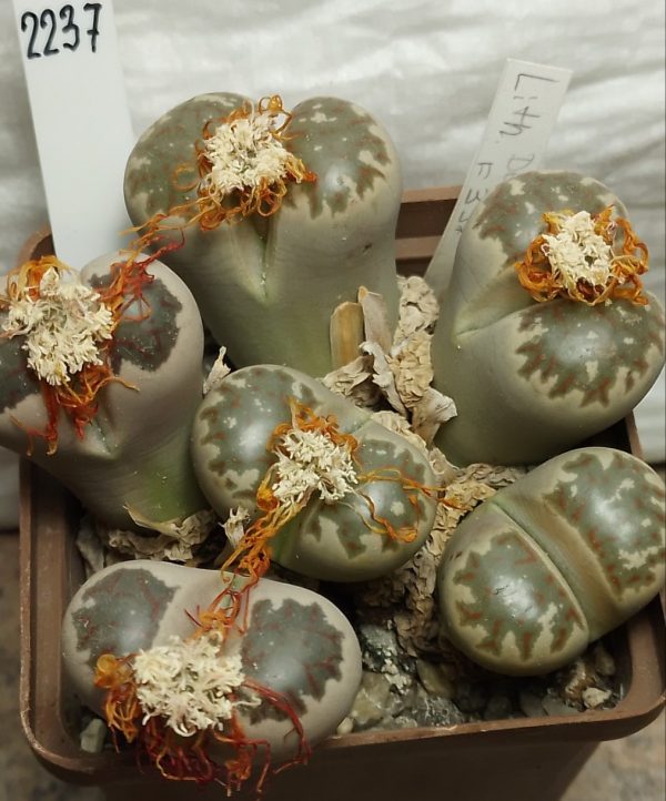 2237 Lithops dorotheae F357